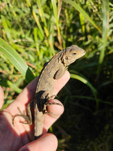 Load image into Gallery viewer, 2023 Grand Cayman Hybrid Rock iguana High blue