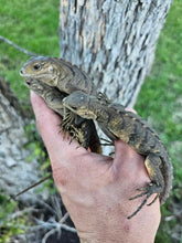 Load image into Gallery viewer, 2023 Grand Cayman Hybrid Rock iguana High blue