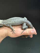 Load image into Gallery viewer, 2022 Utila island spiny tail ( bakeri iguana)
