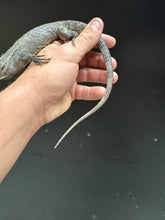 Load image into Gallery viewer, 2022 Utila island spiny tail ( bakeri iguana)