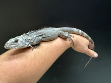 Load image into Gallery viewer, 2022 Utila island spiny tail ( bakeri iguana)