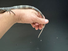 Load image into Gallery viewer, 2022 Utila island spiny tail ( bakeri iguana)