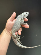 Load image into Gallery viewer, 2022 Utila island spiny tail ( bakeri iguana)