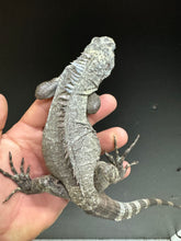Load image into Gallery viewer, 2022 Utila island spiny tail ( bakeri iguana)