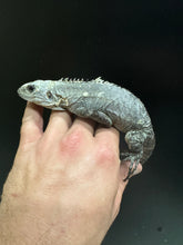 Load image into Gallery viewer, 2022 Utila island spiny tail ( bakeri iguana)