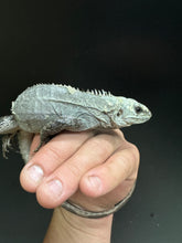Load image into Gallery viewer, 2022 Utila island spiny tail ( bakeri iguana)
