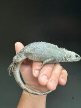 Load image into Gallery viewer, 2022 Utila island spiny tail ( bakeri iguana)