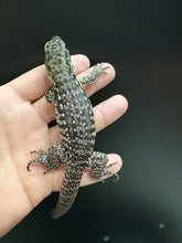 Load image into Gallery viewer, 2025 Jaba Blood red anery Tegus (Amber)