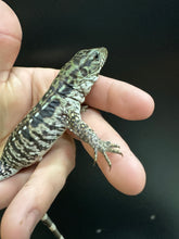 Load image into Gallery viewer, 2025 Jaba Blood red anery Tegus (Amber)