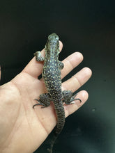 Load image into Gallery viewer, 2025 Jaba Blood red anery Tegus (Amber)