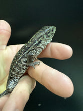 Load image into Gallery viewer, 2025 Jaba Blood red anery Tegus (Amber)