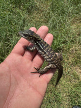 Load image into Gallery viewer, 2025 Jaba Blood red anery Tegus (Autumn)