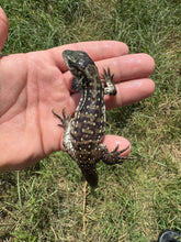 Load image into Gallery viewer, 2025 Jaba Blood red anery Tegus (Autumn)