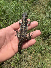 Load image into Gallery viewer, 2025 Jaba Blood red anery Tegus (Autumn)