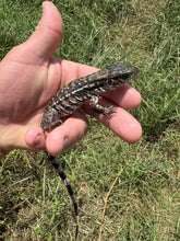 Load image into Gallery viewer, 2025 Jaba Blood red anery Tegus (Autumn)