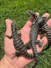 Load image into Gallery viewer, 2025 Pure Red Anery 66% het Albino