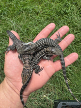 Load image into Gallery viewer, 2025 Pure Red Anery 66% het Albino