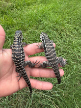 Load image into Gallery viewer, 2025 Pure Red Anery 66% het Albino