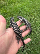 Load image into Gallery viewer, 2025 Pure Red Anery 66% het Albino