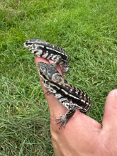 Load image into Gallery viewer, 2025 Pure Red Anery 66% het Albino