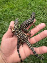 Load image into Gallery viewer, 2025 Pure Red Double 66% het Albino Anery