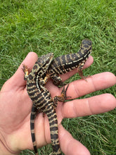 Load image into Gallery viewer, 2025 Pure Red Double 66% het Albino Anery