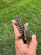 Load image into Gallery viewer, 2025 Pure Red Double 66% het Albino Anery