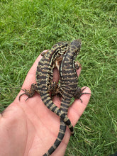 Load image into Gallery viewer, 2025 Pure Red Double 66% het Albino Anery