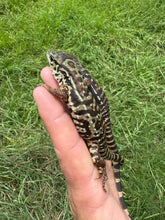 Load image into Gallery viewer, 2025 Pure Red Double 66% het Albino Anery