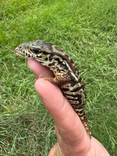 Load image into Gallery viewer, 2025 Pure Red Double 66% het Albino Anery