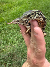 Load image into Gallery viewer, 2025 Pure Red Double 66% het Albino Anery