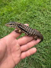 Load image into Gallery viewer, 2025 Pure Red Double 66% het Albino Anery