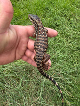 Load image into Gallery viewer, 2025 Pure Red Double 66% het Albino Anery