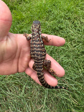 Load image into Gallery viewer, 2025 Pure Red Double 66% het Albino Anery