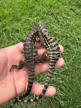 Load image into Gallery viewer, 2025 Pure Red Double 66% het Albino Anery