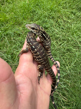 Load image into Gallery viewer, 2025 Pure Red Double 66% het Albino Anery