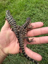 Load image into Gallery viewer, 2025 Pure Red Double 66% het Albino Anery