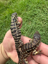 Load image into Gallery viewer, 2025 Pure Red Double 66% het Albino Anery