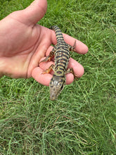 Load image into Gallery viewer, 2025 Pure Red Double 66% het Albino Anery