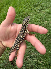 Load image into Gallery viewer, 2025 Pure Red Double 66% het Albino Anery