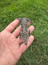 Load image into Gallery viewer, 2025 Pure Red "Pastel" anery