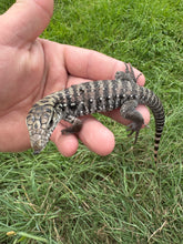 Load image into Gallery viewer, 2025 Pure Red "Pastel" anery