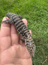 Load image into Gallery viewer, 2025 Pure Red "Pastel" anery