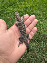 Load image into Gallery viewer, 2025 Pure Red "Pastel" anery