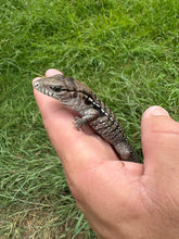 Load image into Gallery viewer, 2025 Pure Red "Pastel" anery