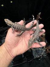 Load image into Gallery viewer, 2025 Pure Red "Pastel" anery