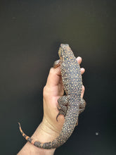 Load image into Gallery viewer, 2025 Jaba Blood red 66% het anery Tegus (Autumn)