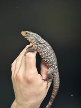Load image into Gallery viewer, 2025 Jaba Blood red 66% het anery Tegus (Autumn)