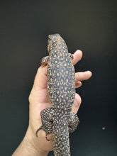 Load image into Gallery viewer, 2025 Jaba Blood red 66% het anery Tegus (Autumn)