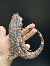 Load image into Gallery viewer, 2025 Jaba Blood red 66% het anery Tegus (Autumn)